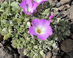 Oxalis adenophylla