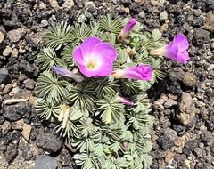Oxalis adenophylla