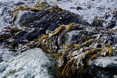 Fucus vesiculosus