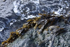 Fucus vesiculosus