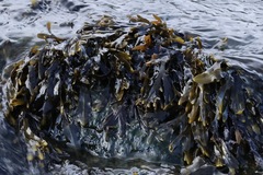 Fucus vesiculosus