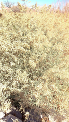 Atriplex polycarpa