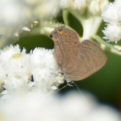 Satyrium liparops
