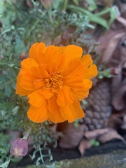 Tagetes erecta