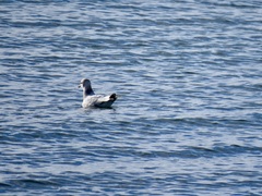 Larus brachyrhynchus