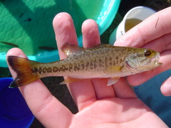 Micropterus floridanus