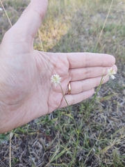 Pfaffia glomerata