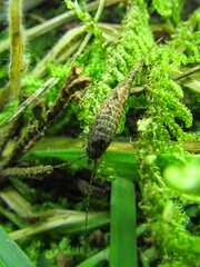 Meinertellidae