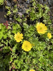 Ranunculus peduncularis