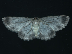 Ectropis bispinaria
