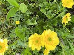 Ranunculus peduncularis