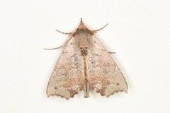 Hyperlopha compactilis