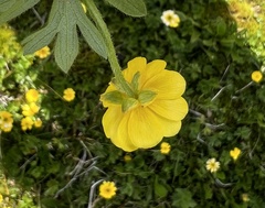 Ranunculus peduncularis