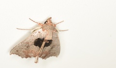 Hyperlopha compactilis