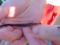 Syngnathus scovelli