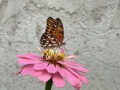 Dione vanillae