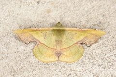 Fascellina plagiata