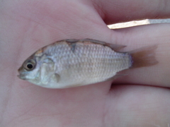Pseudocrenilabrinae