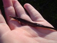 Syngnathus scovelli