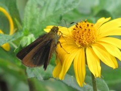 Miltomiges cinnamomea