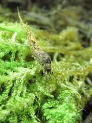 Meinertellidae