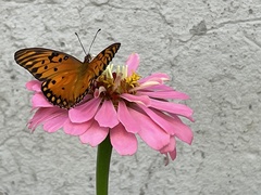 Dione vanillae