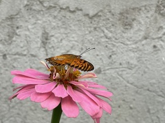 Dione vanillae