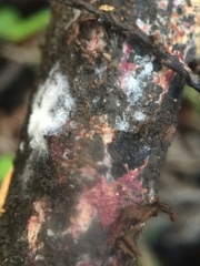 Punctularia atropurpurascens