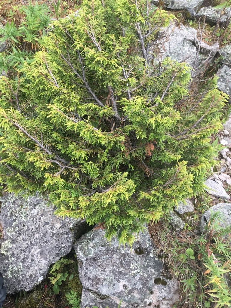 Blanco's Juniper