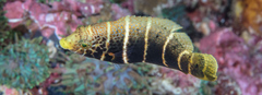 Barred Thicklip photo 2