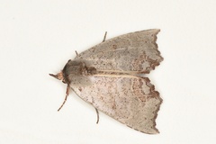 Hyperlopha compactilis