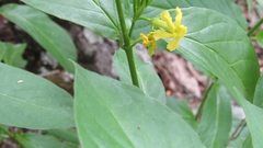 Mandevilla foliosa