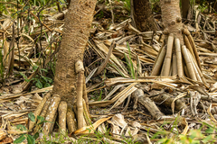 Pandanus tectorius tectorius
