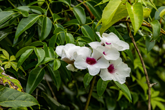 Pandorea jasminoides