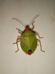 Chlorocoris complanatus