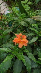 Crossandra