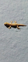 Gehyra mutilata