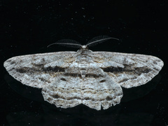 Scioglyptis chionomera