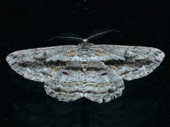 Scioglyptis chionomera