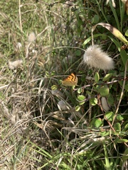 Lycaena salustius