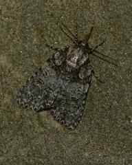 Acronicta increta