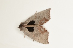 Hyperlopha compactilis