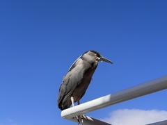 Nycticorax nycticorax