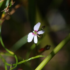 Stylidium pygmaeum