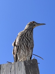 Nycticorax nycticorax