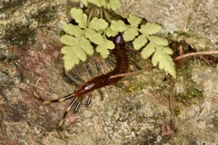 Otostigmus