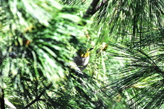 Setophaga occidentalis