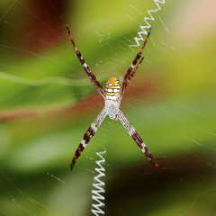 Argiope picta