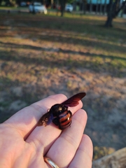 Xylocopa frontalis