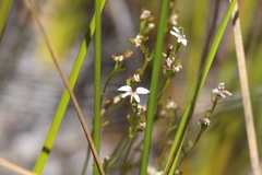 Stylidium pygmaeum